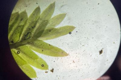 <i>Fissidens taxifolius</i>