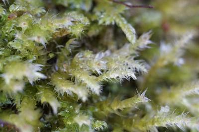 <i>Brachythecium rutabulum</i>