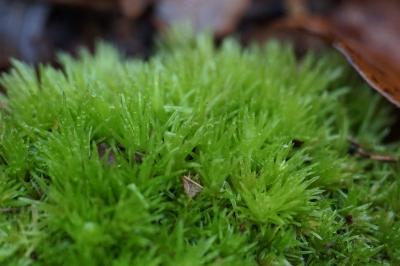 <i>Leucobryum</i>