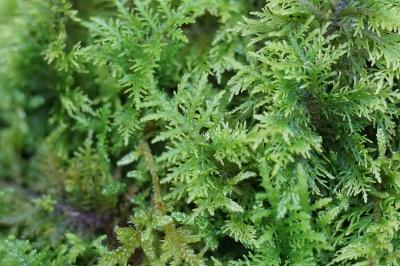 <i>Thuidium tamariscinum</i>