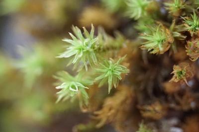 <i>Pulvigera lyellii</i>