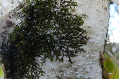 <i>Frullania dilatata</i>