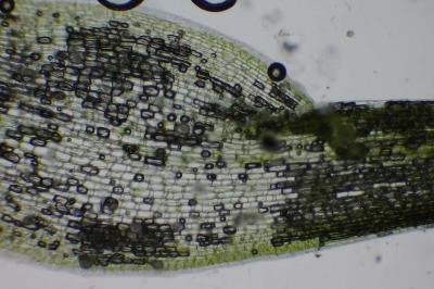 <i>Leucobryum</i>