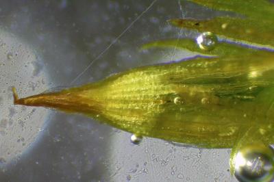 <i>Pulvigera lyellii</i>