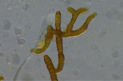 <i>Pulvigera lyellii</i>