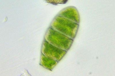 <i>Zygodon rupestris</i>