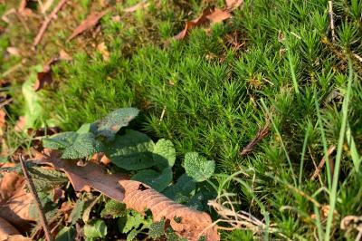 <i>Polytrichum commune</i>