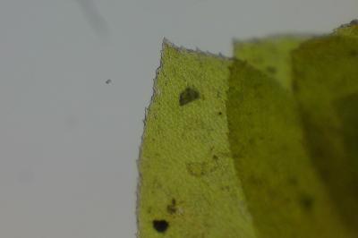 <i>Homalia trichomanoides</i>