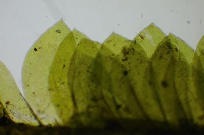 <i>Homalia trichomanoides</i>