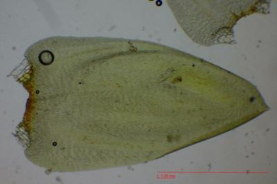 <i>Calliergonella cuspidata</i>