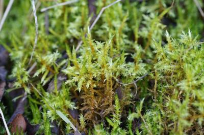 <i>Calliergonella cuspidata</i>