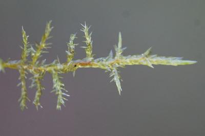 <i>Calliergonella cuspidata</i>