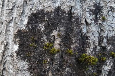 <i>Frullania dilatata</i>