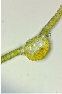 <i>Syntrichia montana</i>