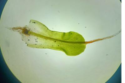 <i>Syntrichia montana</i>