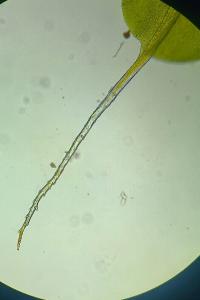 <i>Syntrichia montana</i>