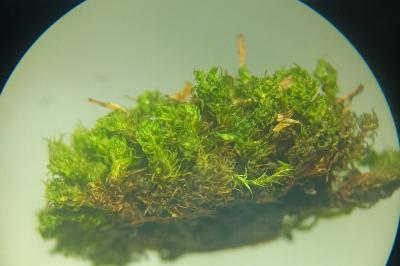 <i>Ulota crispula</i>