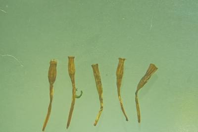 <i>Ulota crispula</i>