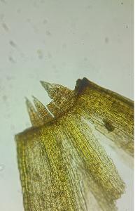 <i>Ulota crispula</i>