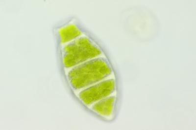 <i>Zygodon rupestris</i>