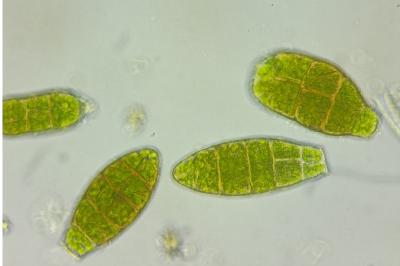 <i>Zygodon viridissimus</i>