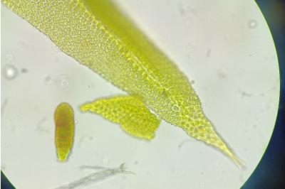 <i>Zygodon viridissimus</i>