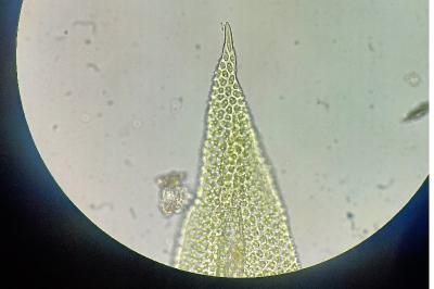 <i>Zygodon viridissimus</i>