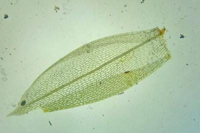 <i>Funaria hygrometrica</i>