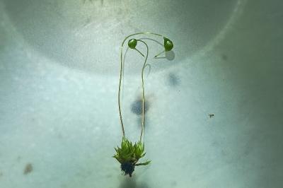 <i>Funaria hygrometrica</i>