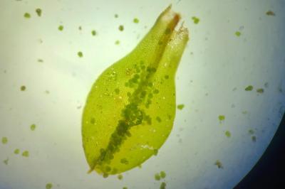 <i>Syntrichia papillosa</i>