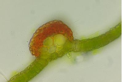 <i>Syntrichia laevipila</i>