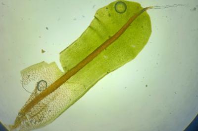 <i>Syntrichia laevipila</i>