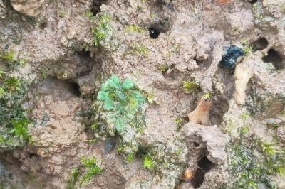 <i>Riccia sorocarpa</i>