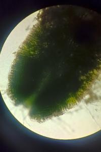 <i>Riccia sorocarpa</i>