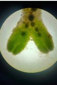 <i>Riccia sorocarpa</i>