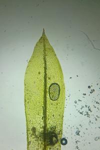 <i>Tortula truncata</i>