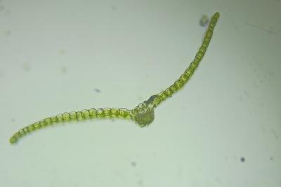<i>Tortula truncata</i>