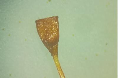 <i>Tortula truncata</i>
