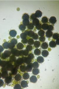 <i>Sphaerocarpos michelii</i>