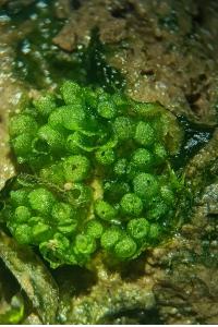 <i>Sphaerocarpos michelii</i>