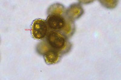 <i>Ephemerum serratum</i>