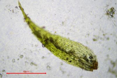 <i>Ephemerum serratum</i>