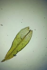 <i>Orthotrichum tenellum</i>