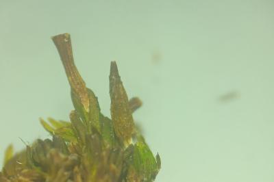 <i>Orthotrichum tenellum</i>