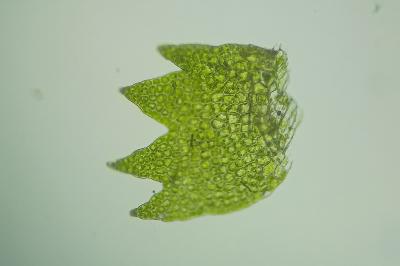 <i>Lepidozia reptans</i>