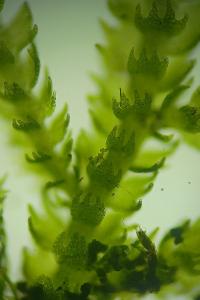 <i>Lepidozia reptans</i>