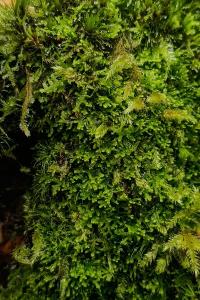 <i>Lepidozia reptans</i>