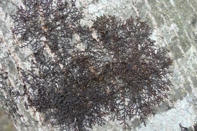 <i>Frullania dilatata</i>