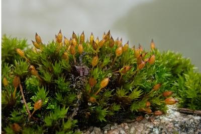 <i>Orthotrichum anomalum</i>