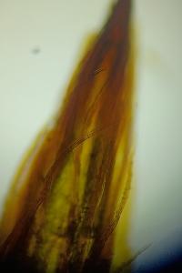 <i>Orthotrichum anomalum</i>